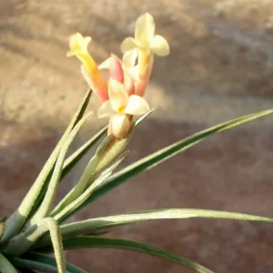 Air Plant Mix 5 Live Plants - Easy Care Tillandsia for Terrariums - Set of 5 - Image 3
