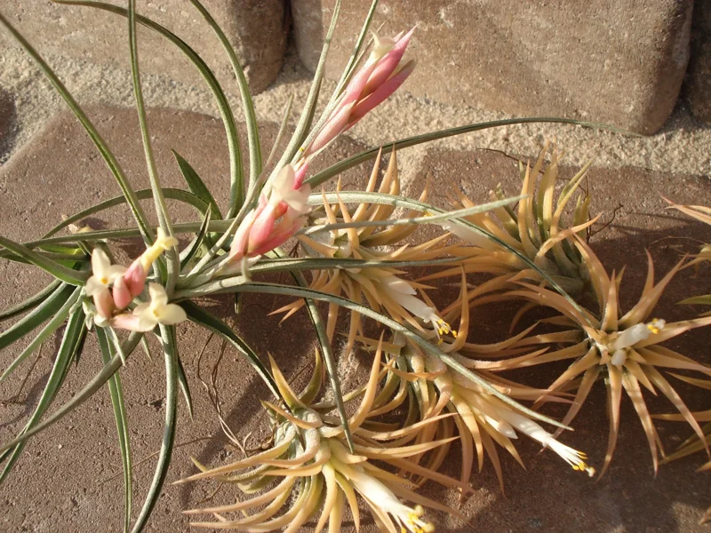 Air Plant Mix 5 Live Plants - Easy Care Tillandsia for Terrariums - Set of 5 - Image 5