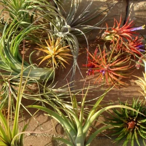 Air Plant Mix 50 Pack – Tillandsia Live Plants – 2-5 inch – Terrarium & Wedding Favors - Image 1