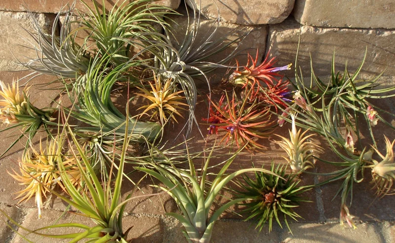 Air Plant Mix 6 Pack - Tillandsia Live Plants - Easy Care Indoor/Outdoor 2-5 inch - Image 3