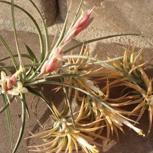 Air Plant Mix 6 Pack - Tillandsia Live Plants - Easy Care Indoor/Outdoor 2-5 inch - Image 4