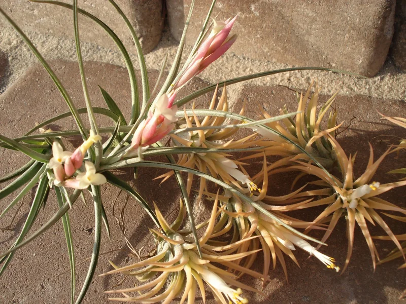Air Plant Mix 6 Pack - Tillandsia Live Plants - Easy Care Indoor/Outdoor 2-5 inch - Image 4