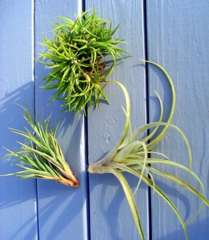 Air Plant Mix Set of 3 Live Plants – Easy Care Tillandsia – 2-10 inches - Image 3