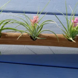Air Plant Mix Set of 3 Live Plants – Easy Care Tillandsia – 2-10 inches - Image 4