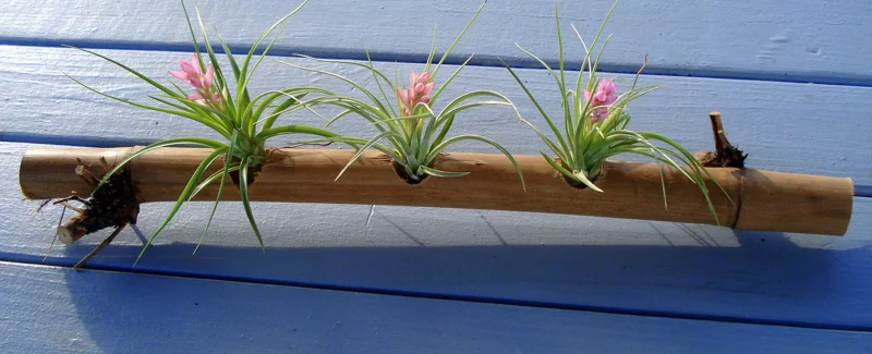 Air Plant Mix Set of 3 Live Plants – Easy Care Tillandsia – 2-10 inches - Image 4
