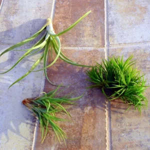 Air Plant Mix Set of 3 Live Plants – Easy Care Tillandsia – 2-10 inches - Image 1