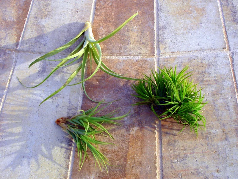 Air Plant Mix Set of 3 Live Plants – Easy Care Tillandsia – 2-10 inches - Image 1