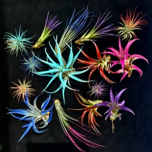 Air Plant Mix - Tillandsia Live Plant Assortment - 2-8" Enhanced Color - Easy Care Indoor/Outdoor Decor - Image 1