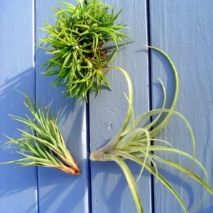 Air Plant Mix Tillandsia Set of 3 Live Plants - Easy Care Terrarium & Indoor Decor, 2-5 inch - Image 2