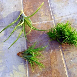 Air Plant Mix Tillandsia Set of 3 Live Plants - Easy Care Terrarium & Indoor Decor, 2-5 inch - Image 3