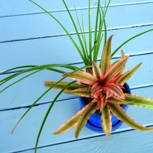 Air Plant Mix Tillandsia Set of 3 Live Plants - Easy Care Terrarium & Indoor Decor, 2-5 inch - Image 4