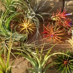 Air Plant Mix Tillandsia Set of 3 Live Plants - Easy Care Terrarium & Indoor Decor, 2-5 inch - Image 5