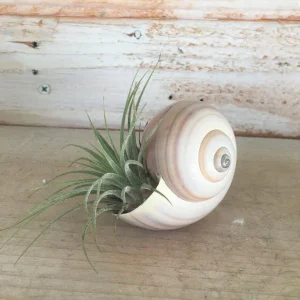Air Plant Shell Garden Iona Tillandsia Live Plant Snail Seashell Planter - Image 2