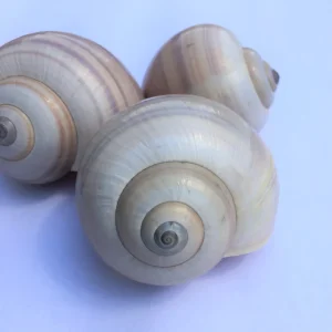 Air Plant Shell Garden Iona Tillandsia Live Plant Snail Seashell Planter - Image 3