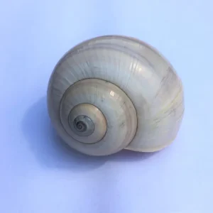 Air Plant Shell Garden Iona Tillandsia Live Plant Snail Seashell Planter - Image 4