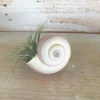 Air Plant Shell Garden Iona Tillandsia Live Plant Snail Seashell Planter - Image 1