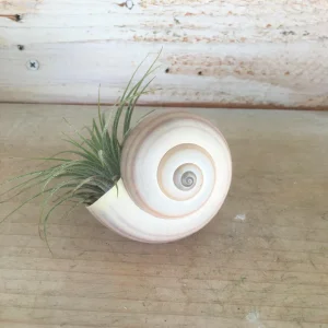 Air Plant Shell Garden Iona Tillandsia Live Plant Snail Seashell Planter - Image 1