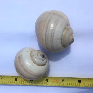 Air Plant Shell Garden Iona Tillandsia Live Plant Snail Seashell Planter - Image 5