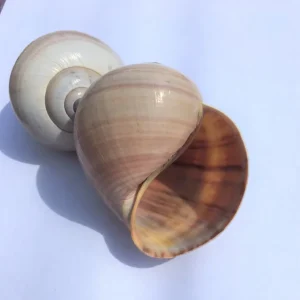 Air Plant Shell Garden Iona Tillandsia Live Plant Snail Seashell Planter - Image 6