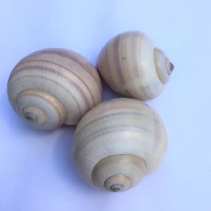 Air Plant Shell Garden Iona Tillandsia Live Plant Snail Seashell Planter - Image 7