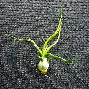 Air Plant Tillandsia Bulbosa Guatemala - Live Plant - Small Single - Image 1