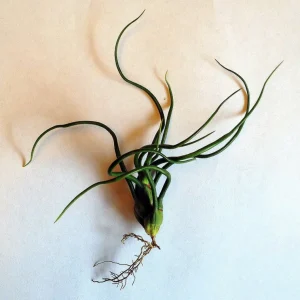 Air Plant Tillandsia Bulbosa Guatemala - Live Plant - Small Single - Image 3
