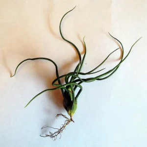 Air Plant Tillandsia Bulbosa Guatemala - Live Plant - Small Single - Image 4
