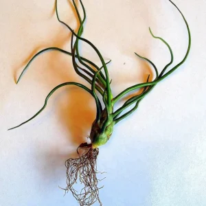 Air Plant Tillandsia Bulbosa Guatemala - Live Plant - Small Single - Image 5