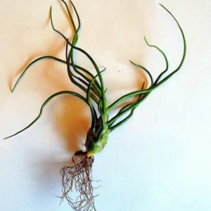 Air Plant Tillandsia Bulbosa Guatemala - Live Plant - Small Single - Image 6