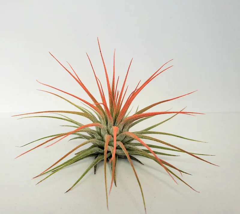 Air Plant Tillandsia Iona Coral - Live Tillandsia Plant, 2-3" Small Indoor - Image 2