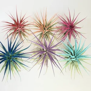 Air Plant Tillandsia Iona Coral - Live Tillandsia Plant, 2-3