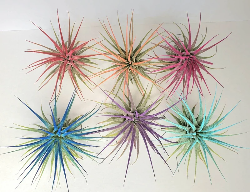 Air Plant Tillandsia Iona Coral - Live Tillandsia Plant, 2-3" Small Indoor - Image 4