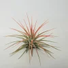 Air Plant Tillandsia Iona Coral - Live Tillandsia Plant, 2-3" Small Indoor - Image 1