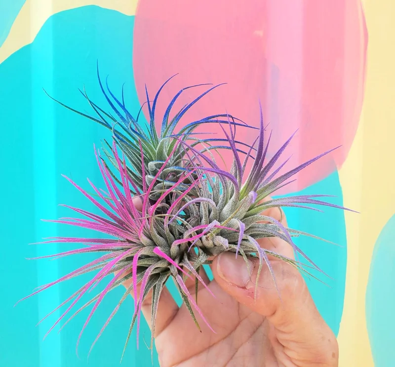 Air Plant Tillandsia Iona Dark Blue Indigo - Live Houseplant, 2-3 inch - Image 2