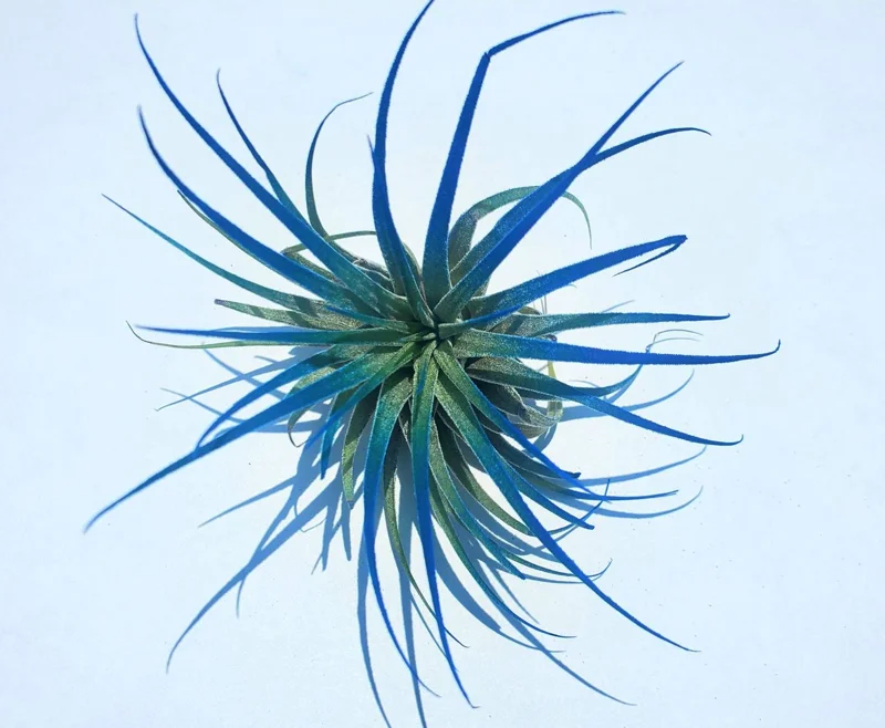 Air Plant Tillandsia Iona Dark Blue Indigo - Live Houseplant, 2-3 inch - Image 1