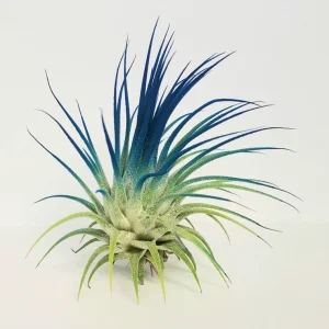 Air Plant Tillandsia Iona Dark Blue Indigo - Live Tillandsia Plant (2-3
