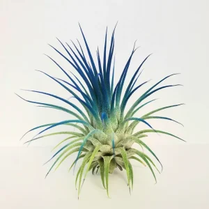 Air Plant Tillandsia Iona Dark Blue Indigo - Live Tillandsia Plant (2-3") - Image 1