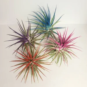 Air Plant Tillandsia Iona Live Plant Set of 4 - Pink, Purple, Red, Indigo - 2-3 inch - Image 2