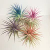Air Plant Tillandsia Iona Live Plant Set of 4 - Pink, Purple, Red, Indigo - 2-3 inch - Image 1