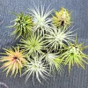 Air Plant Tillandsia Iona Live Plant – Set of 5 – 1-3 inch – Indoor - Image 1