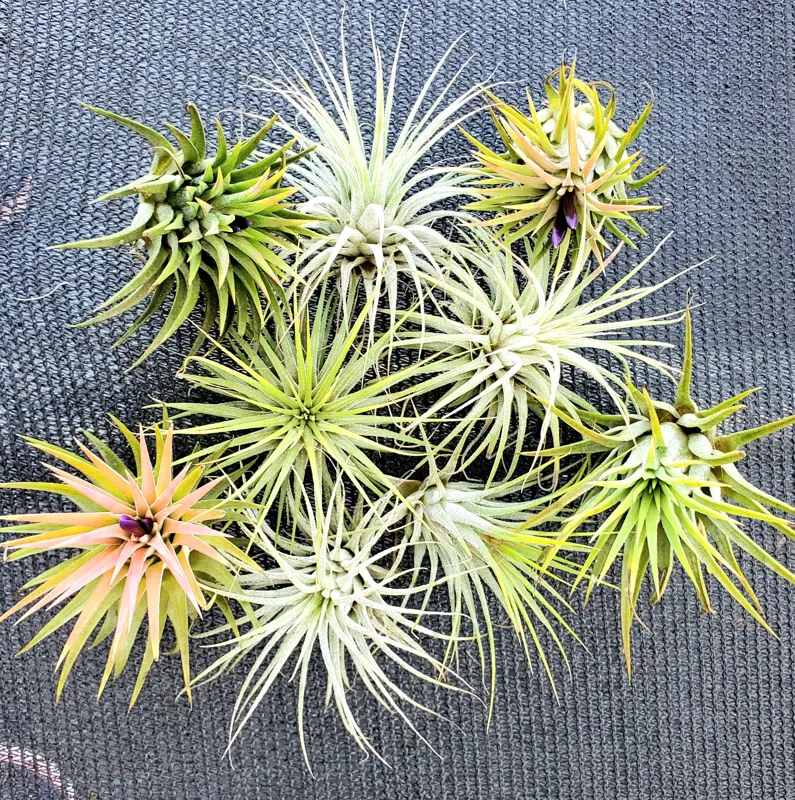 Air Plant Tillandsia Iona Live Plant – Set of 5 – 1-3 inch – Indoor - Image 1
