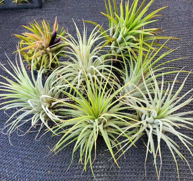 Air Plant Tillandsia Iona Live Plant – Set of 5 – 1-3 inch – Indoor - Image 3