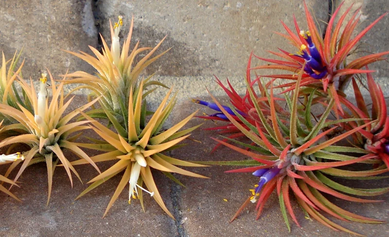 Air Plant Tillandsia Iona Live Plant – Set of 5 – 1-3 inch – Indoor - Image 4