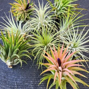 Air Plant Tillandsia Iona Live Plant – Set of 5 – 1-3 inch – Indoor - Image 5
