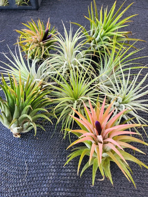 Air Plant Tillandsia Iona Live Plant – Set of 5 – 1-3 inch – Indoor - Image 5