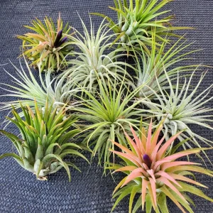 Air Plant Tillandsia Iona Live Plant – Set of 5 – 1-3 inch – Indoor - Image 6