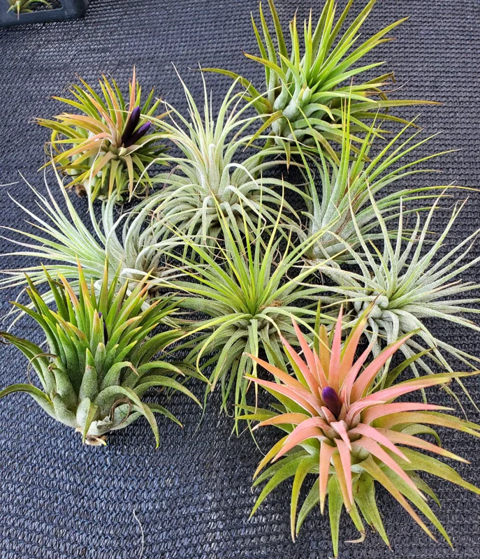 Air Plant Tillandsia Iona Live Plant – Set of 5 – 1-3 inch – Indoor - Image 6