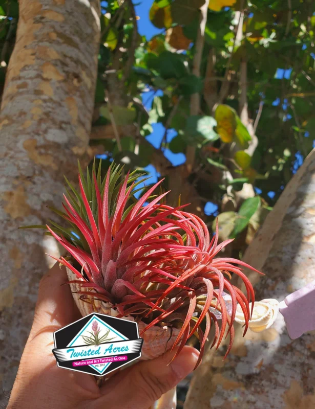Air Plant Tillandsia Iona Live Plant – Set of 5 – 1-3 inch – Indoor - Image 7