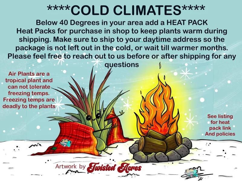 Air Plant Tillandsia Iona Live Plant – Set of 5 – 1-3 inch – Indoor - Image 8