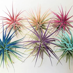 Air Plant Tillandsia Iona Live Plant Set of 6 - Vibrant Colors, 2-3
